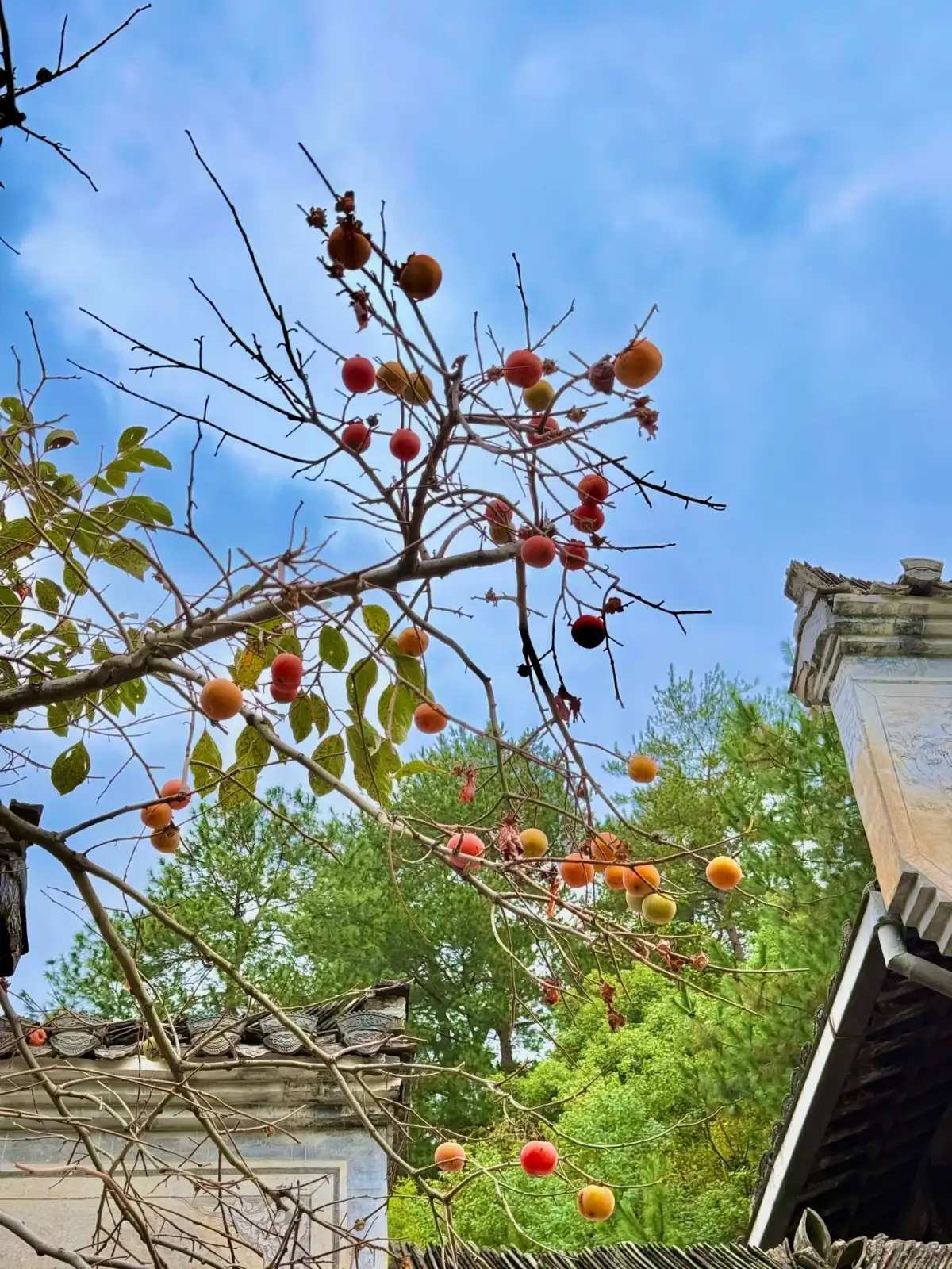 篁岭屋檐旁的果树枝叶