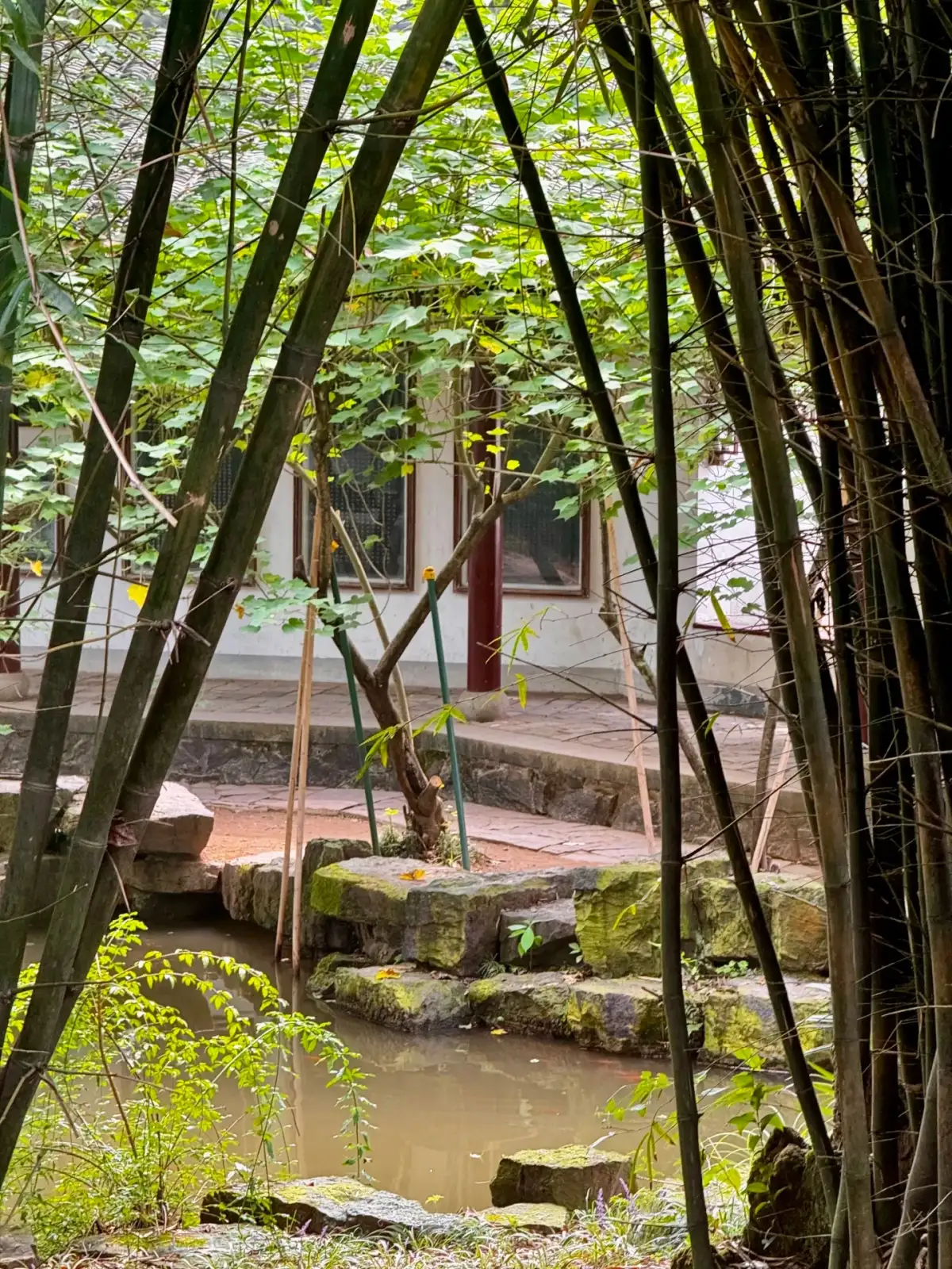 岳麓书院竹影下的池水与园林建筑