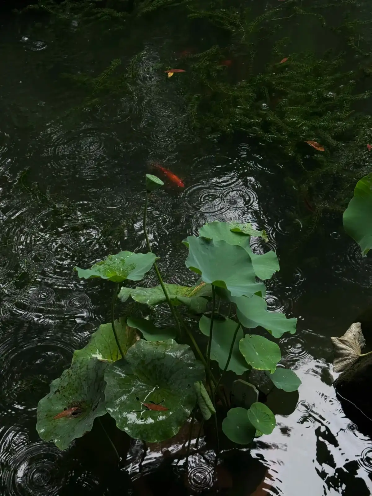 池塘荷叶、鱼与雨滴形成的水纹