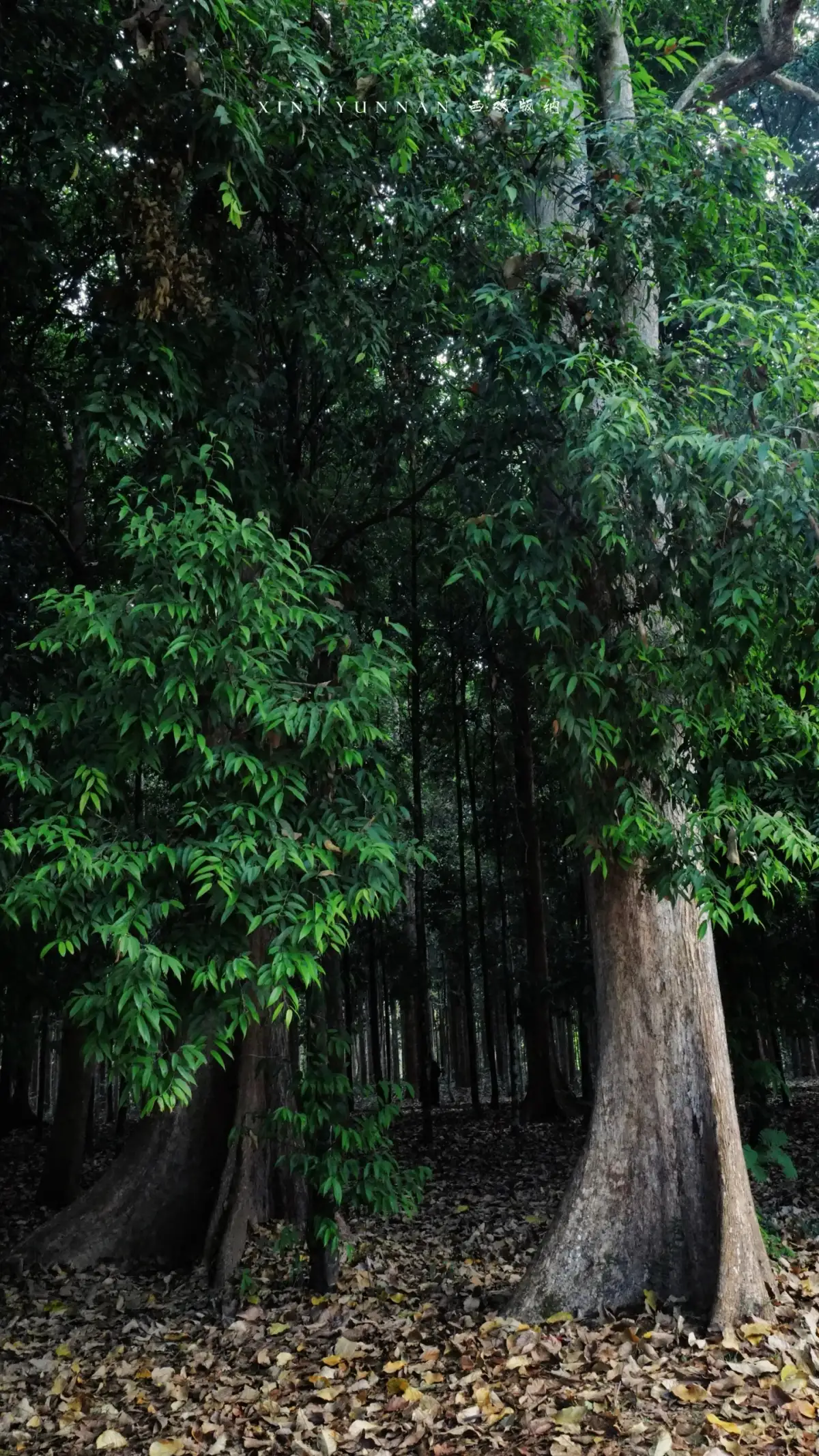 植物园林间的高树、竹丛与落叶地面