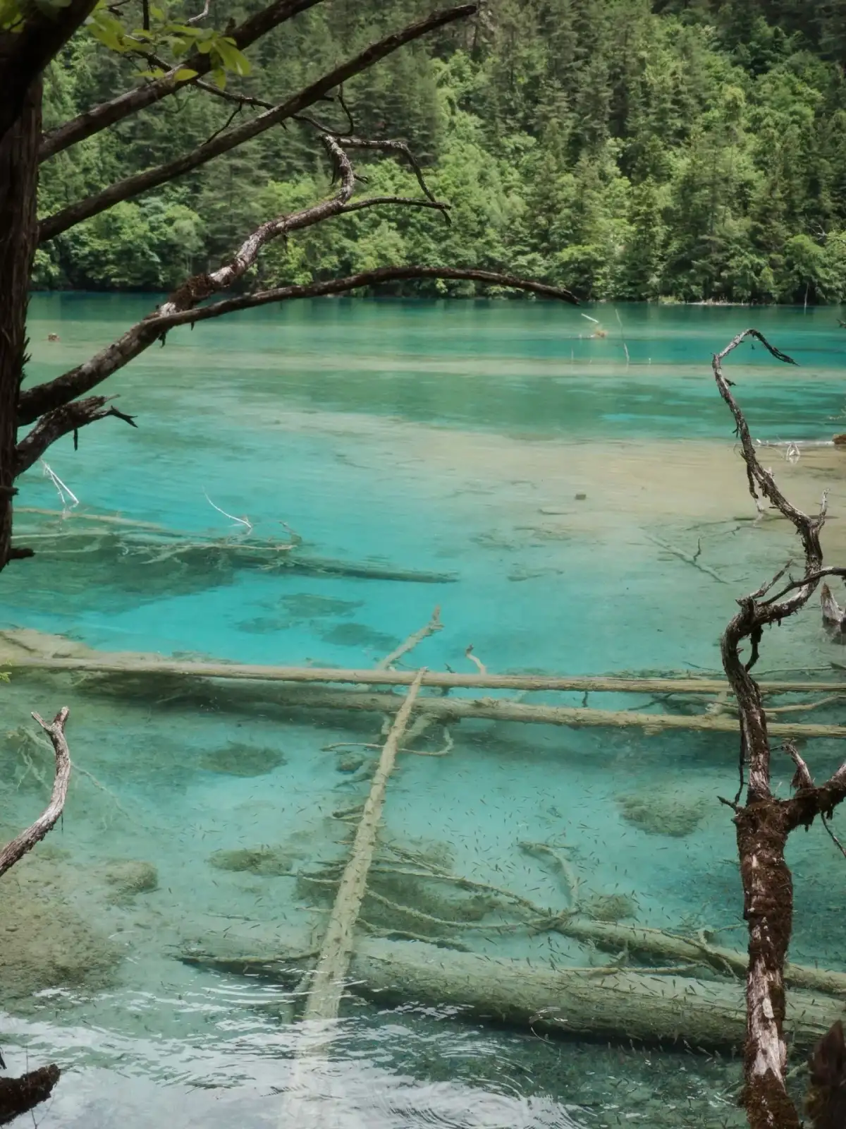 Several pieces of driftwood lie across the light blue-green lake, with the branches and details of the lake bottom clearly visible.