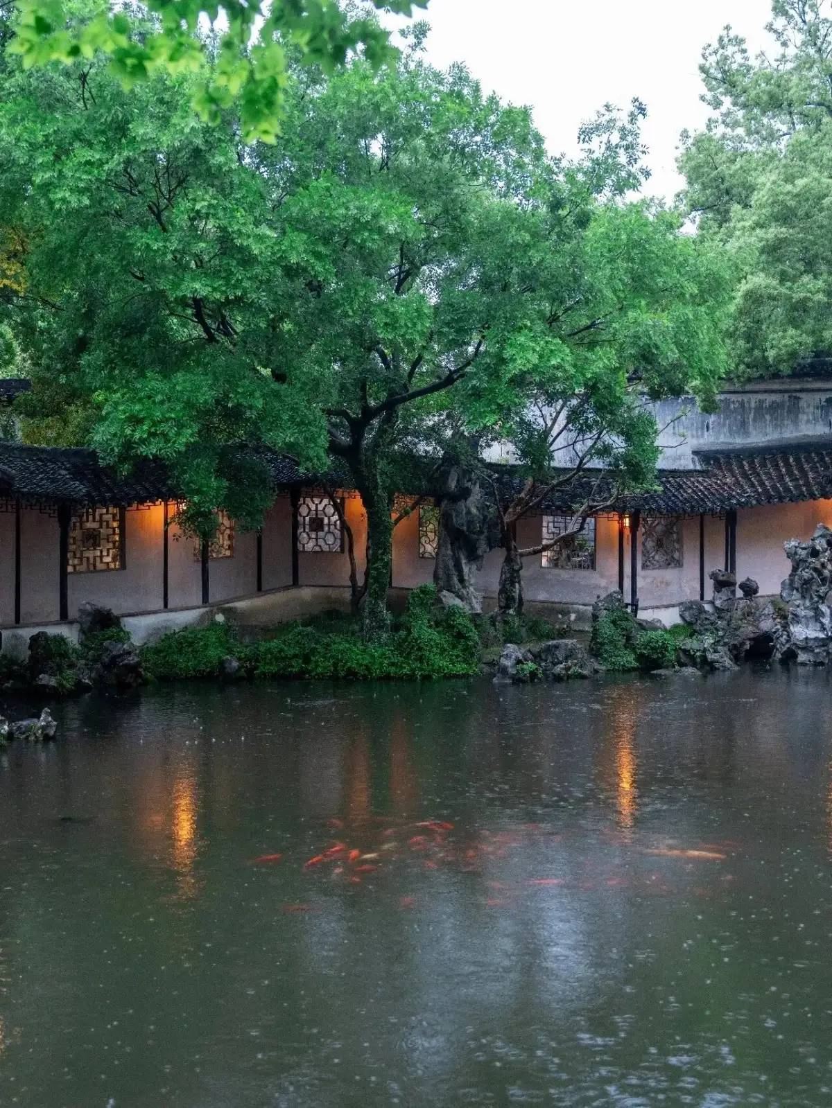 Latticed windows by the pond in Tuisi Garden and fish swimming in the water