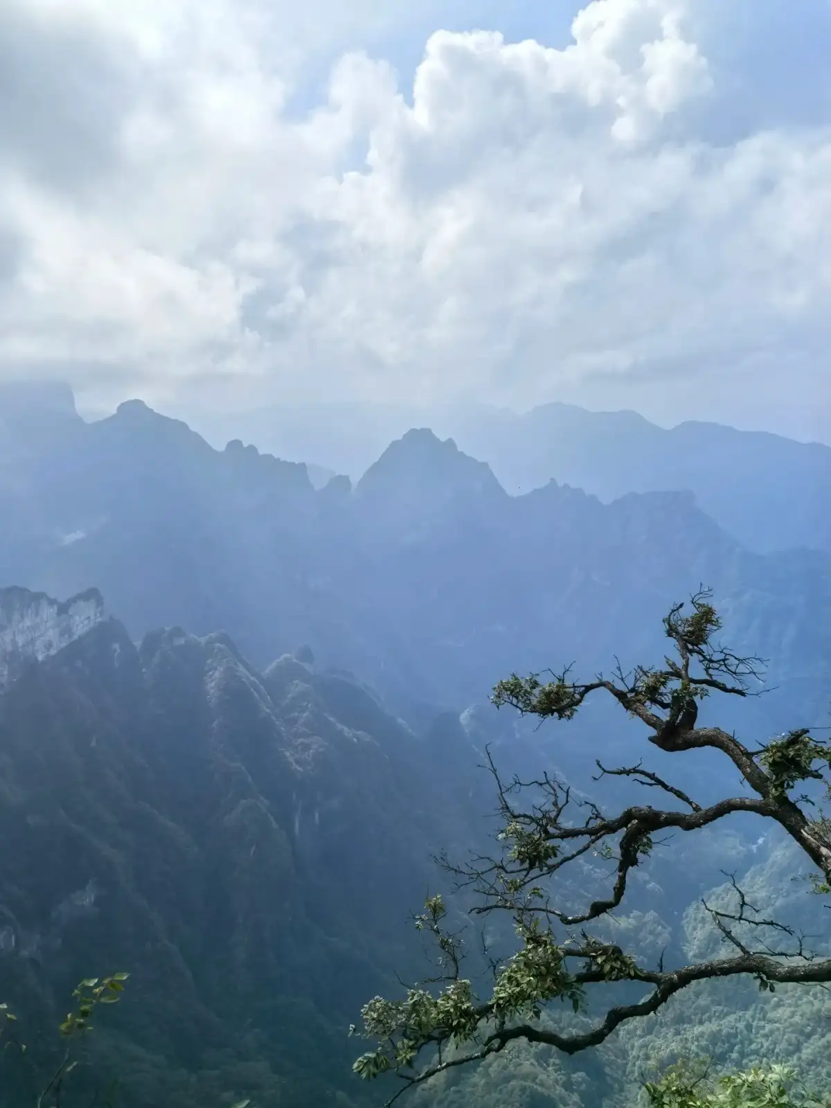 天门山远山与近处树枝
