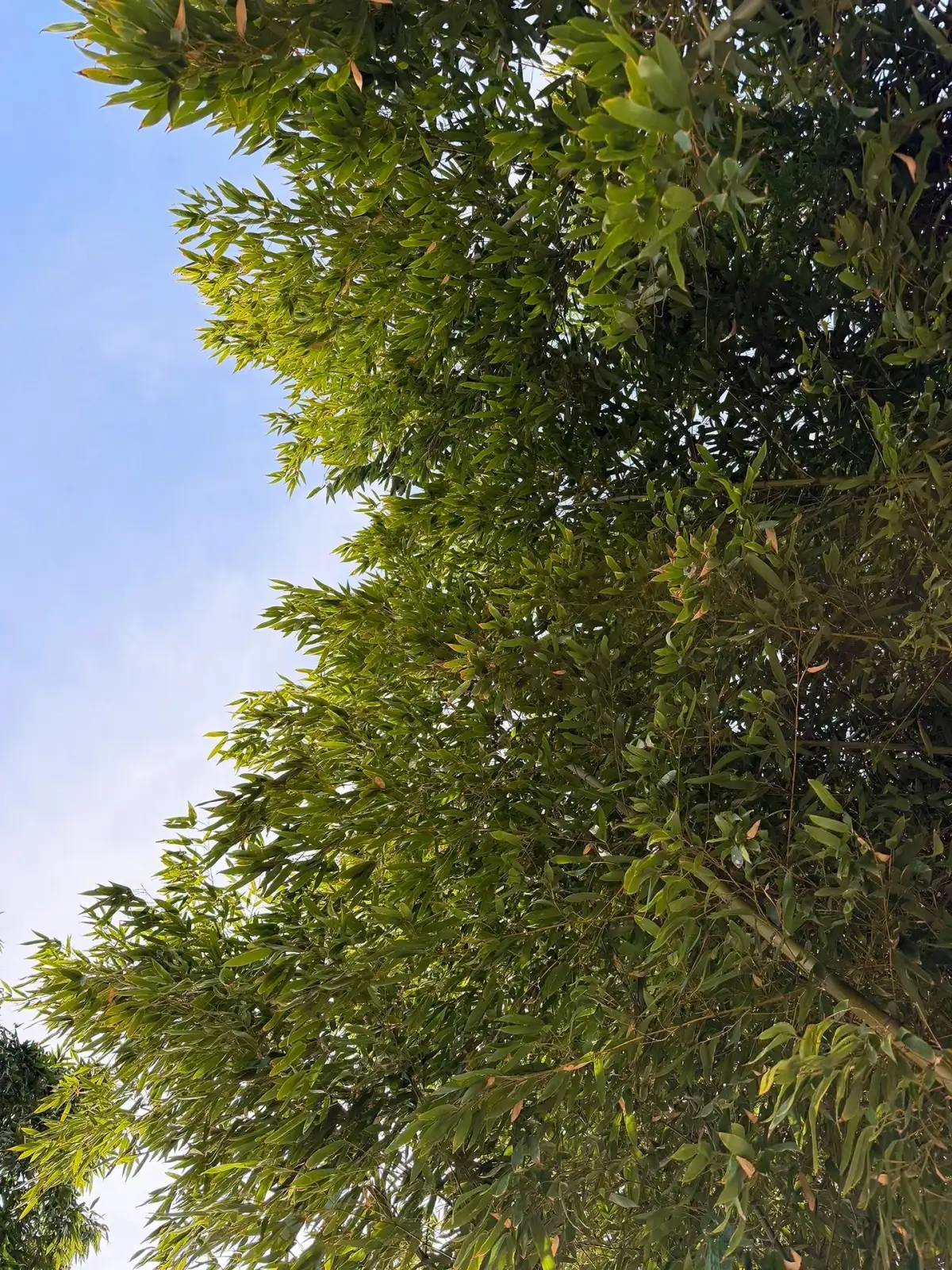 A canopy of green leaves against the blue sky