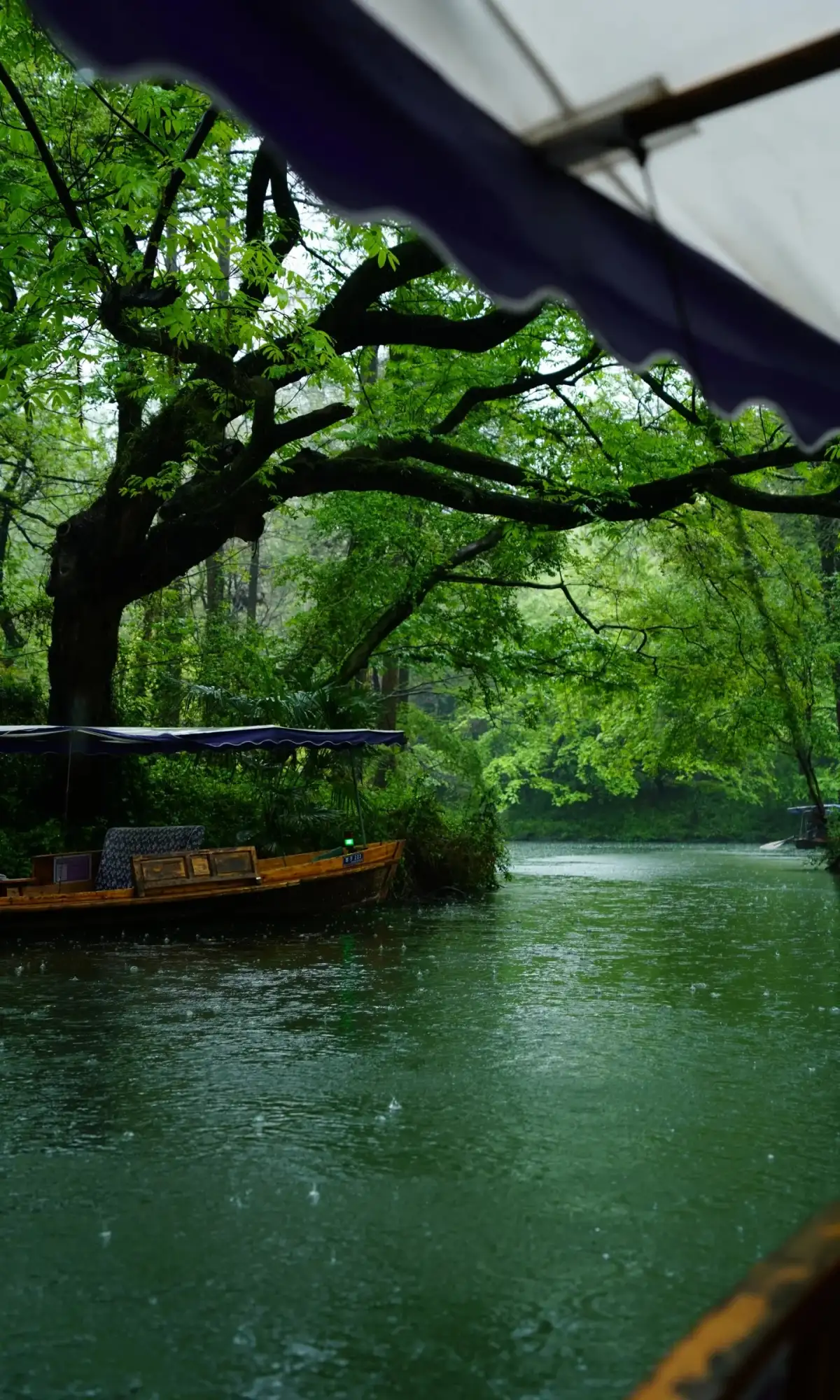 Boats under the shade of trees on West Lake and the water’s surface
