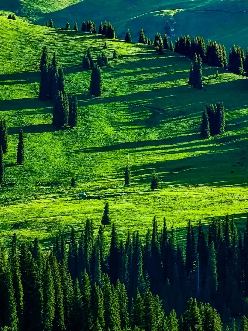 那拉提草地与树木排列