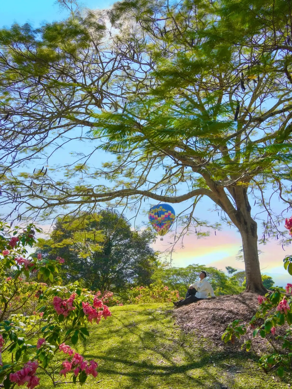 开花树下的草地、花丛与远处霞光
