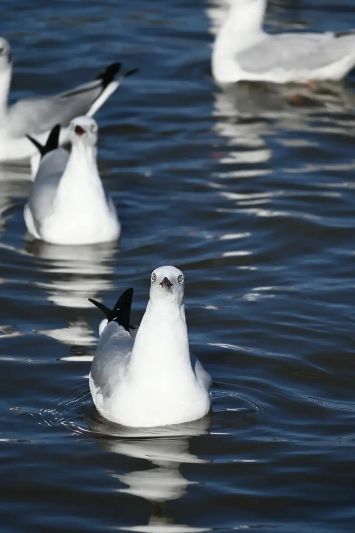 A few white waterbirds float on the deep-blue lake surface; their feathers and the ripples on the water are clearly visible up close.