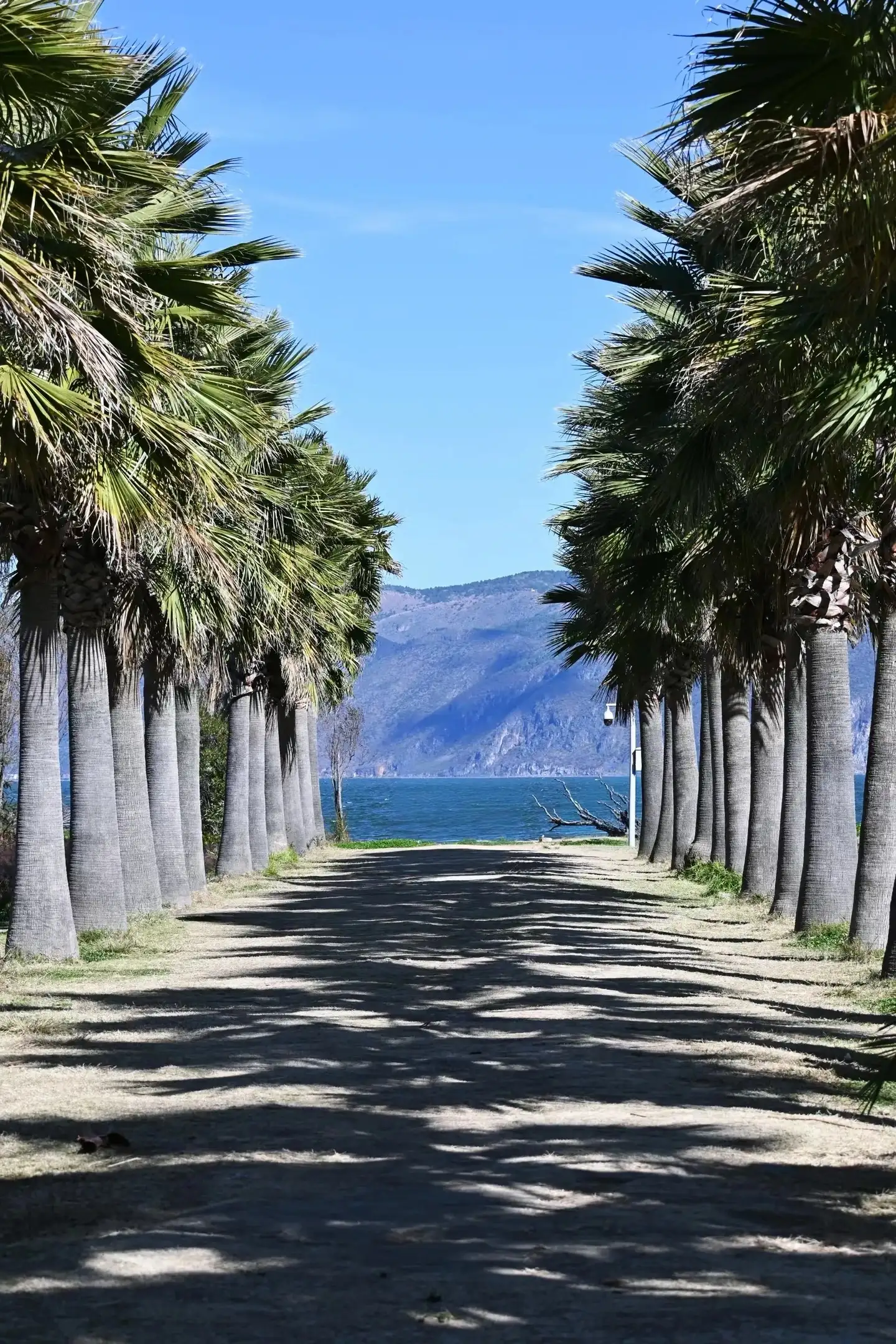 Two rows of tall palm trees flank the walking path, with the lake and distant mountains at the end of the road.