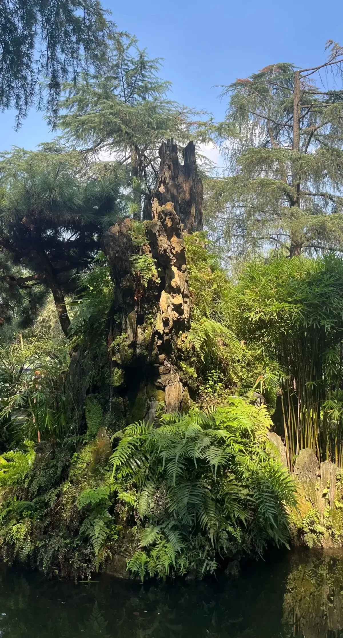 望江楼公园池边假山与茂密植物