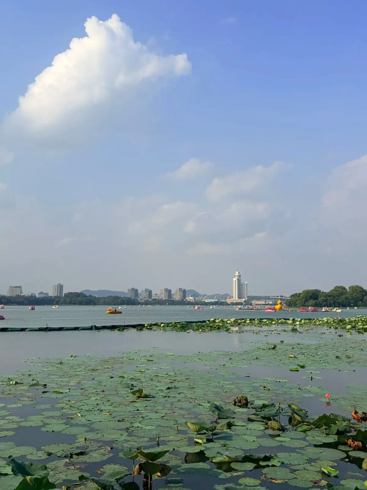 南京玄武湖荷叶、水面与远处城市