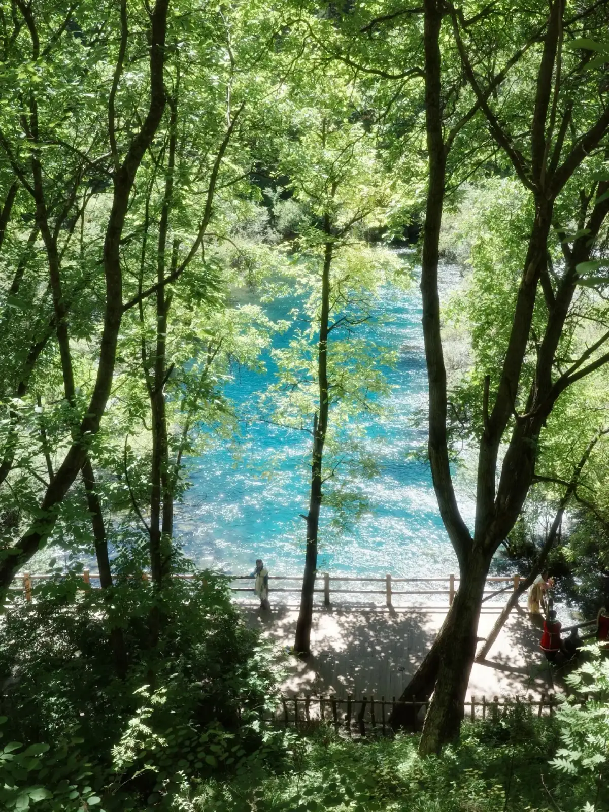 Turquoise-blue lake waters peeking out from between the tree trunks, with boardwalks and railings extending along the water’s surface.