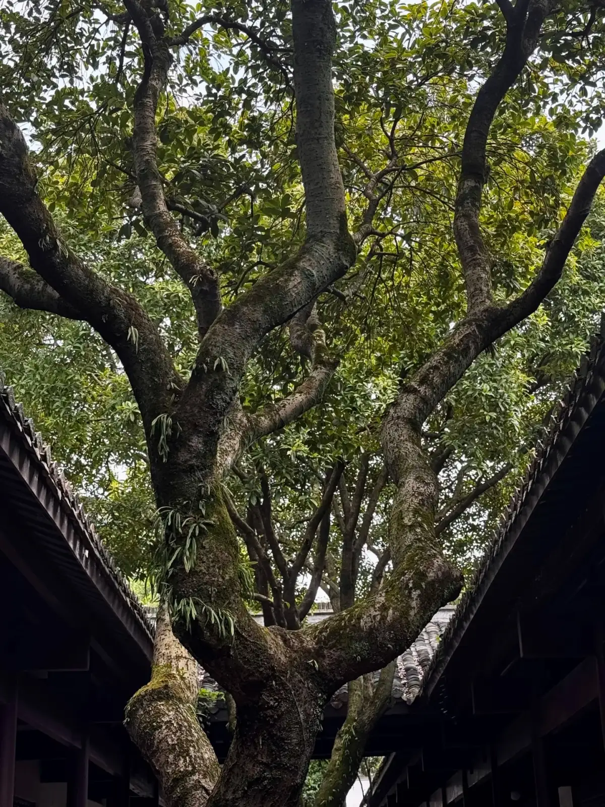 岳麓书院廊檐之间伸展的树冠