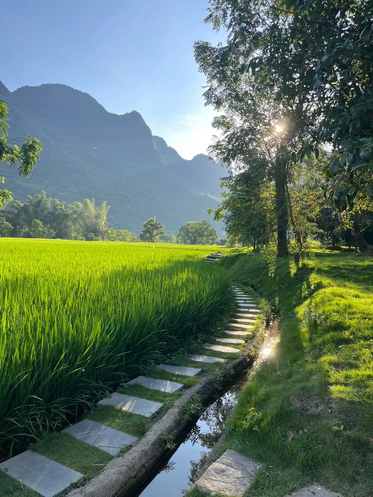 阳朔稻田旁的石板小路与山峰