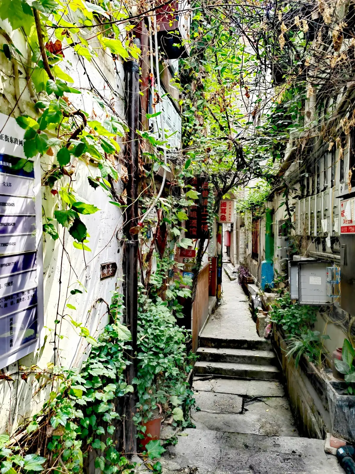 the stone steps in the narrow, plant-covered alleys between the old houses of Ciqikou